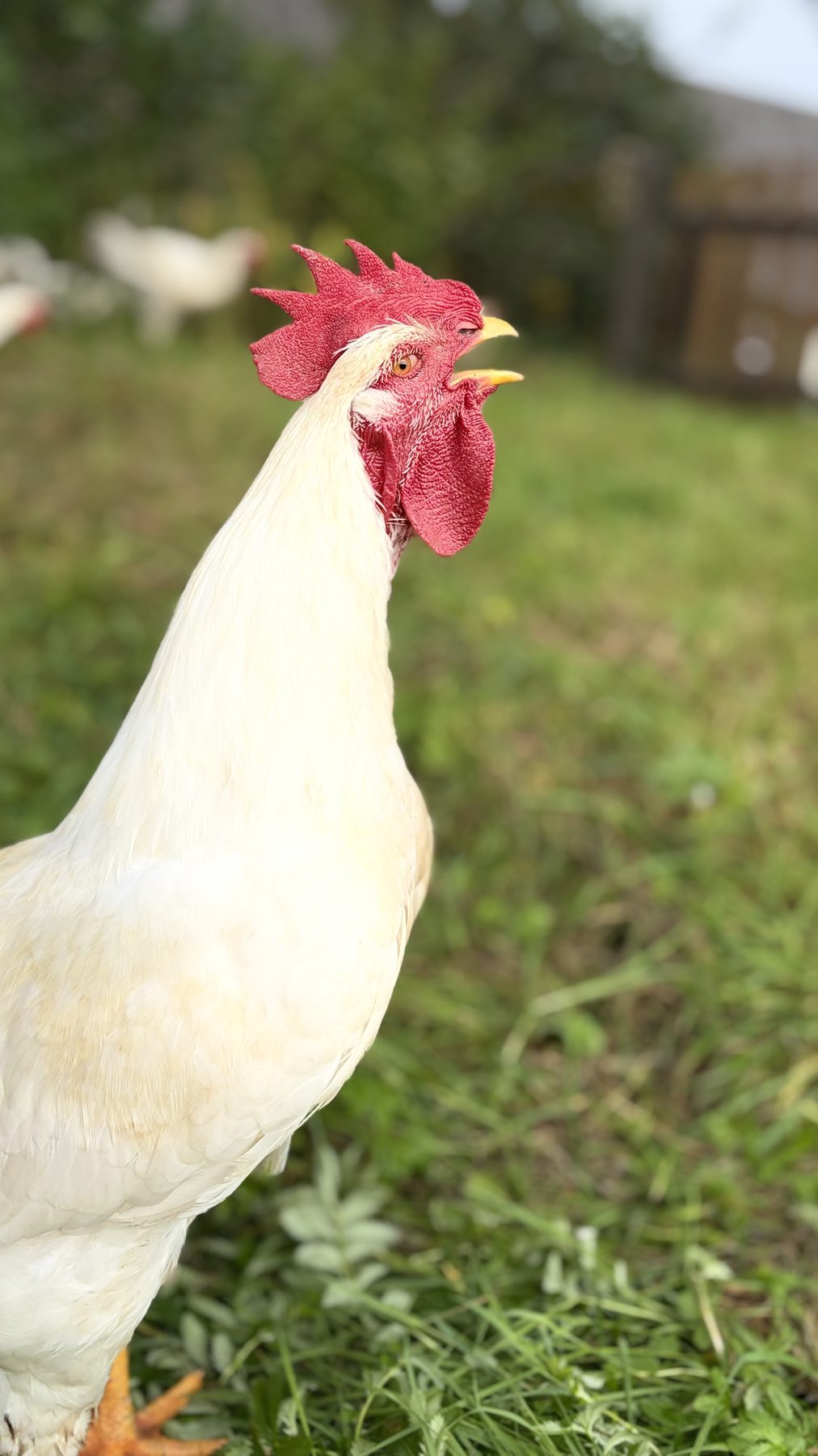 Hubbard kukk kireb